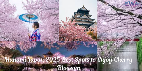 Hanami Japan
